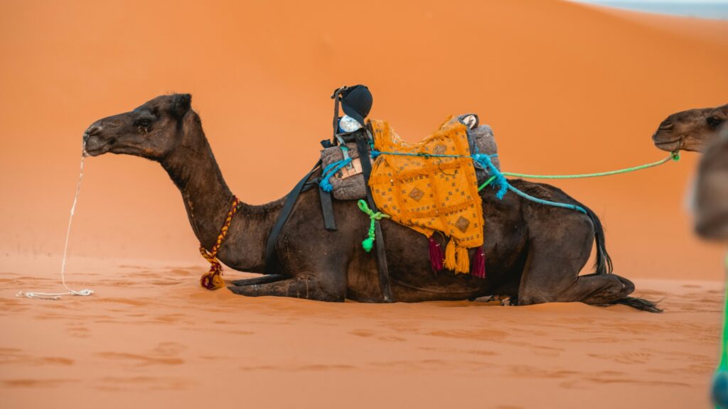 Ruta 3 días: Marrakech a Merzouga por Dades