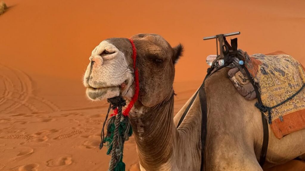 Circuito de 8 días en Marruecos desde Marrakech a Tánger