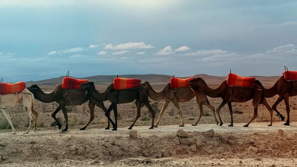 Paseo en camello en el desierto de Agafay durante una excursión desde Marrakech con vistas al Atlas