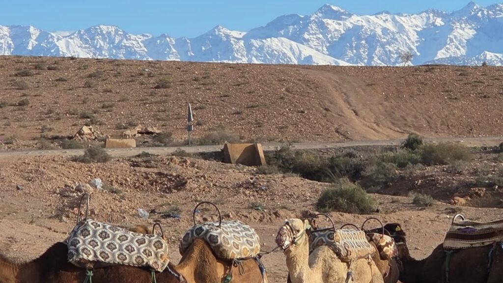 Caravana de camellos recorriendo el desierto rocoso de Agafay con las montañas del Atlas al fondo. Reserva tus excursiones desde Marrakech con Haya Viajes.