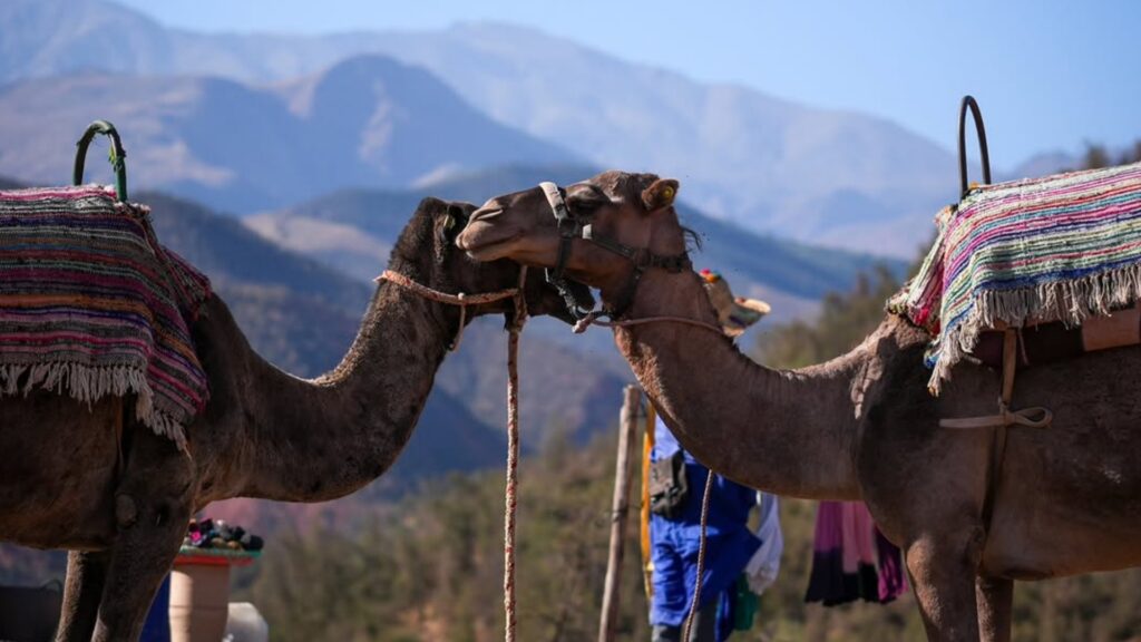 Camello descansando en una colina del desierto de Agafay con el Alto Atlas cubierto de nieve al fondo. Reserva tus excursiones desde Marrakech con Haya Viajes.